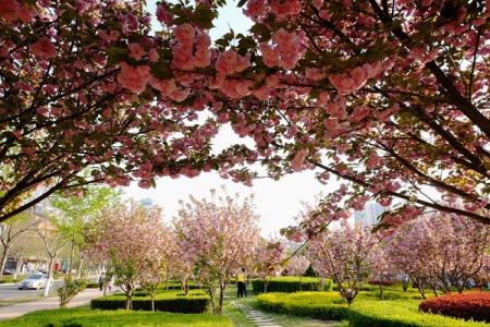 2017鹤壁市樱花节时间 鹤壁樱花节是什么时候