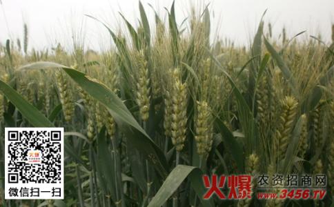 雨水节气 小麦雨水节气怎样才能高产