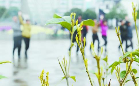 乍暖还寒时节最难将息 乍暖还寒的雨水时节需保养