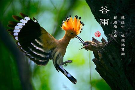 谷雨三侯 谷雨三侯是什么