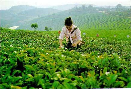 谷雨：茶叶农事指导