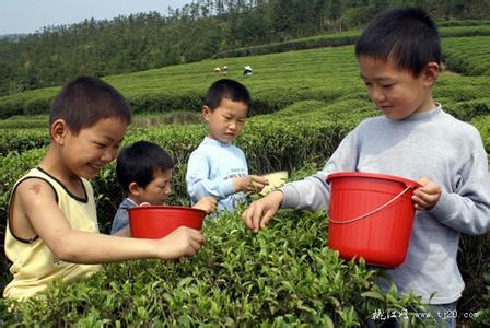 谷雨茶 谷雨茶一般什么时候采摘