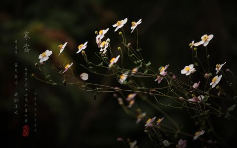 寒露节气的诗句 寒露节气的风俗