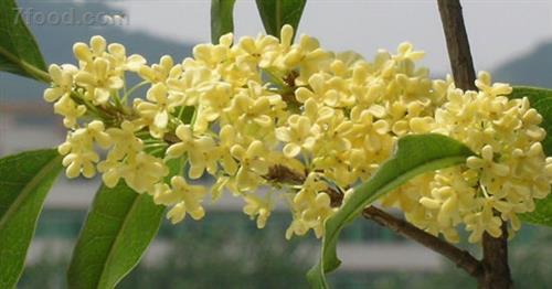 秋分食桂花送祝福的习俗