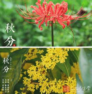 秋分节气 秋分节气是什么意思