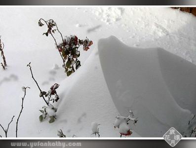 大雪封不住希望的心 《大雪封不住希望的心》阅读理解及答案