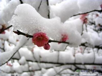 大雪时节 大雪时节蔬菜窖藏的方法