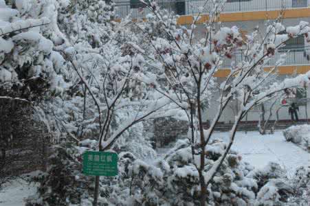 那年那雪阅读及答案 那年冬天好大雪阅读答案