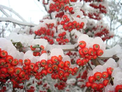 蔬菜冬储项目挣钱吗 大雪时节冬储蔬菜的方法