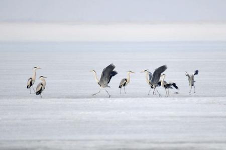 世界湿地日活动方案 2017年第21个世界湿地日活动方案