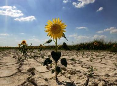 防治荒漠化和干旱日 世界防治荒漠化和干旱日相关内容