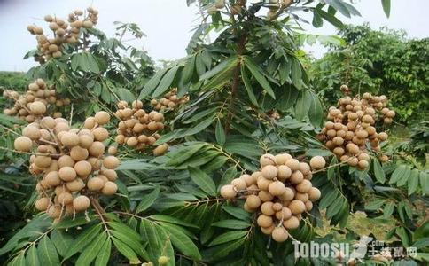 龙眼是什么季节的水果 龙眼花果管理