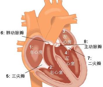 心脏是怎样跳动的 心脏是怎样工作的