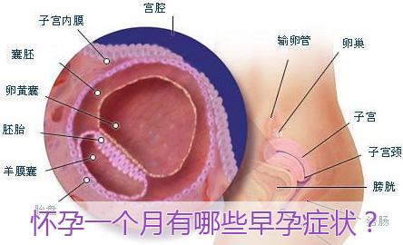 怀孕一个半月正常反应 怀孕一个月的反应有哪些