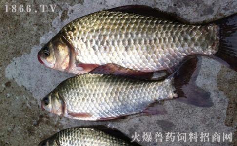 初春怎样垂钓鲫鱼 深秋怎样垂钓鲫鱼