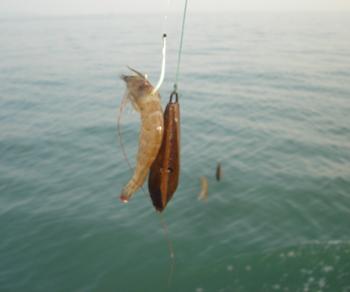 海钓鲈鱼 鲈鱼海钓法