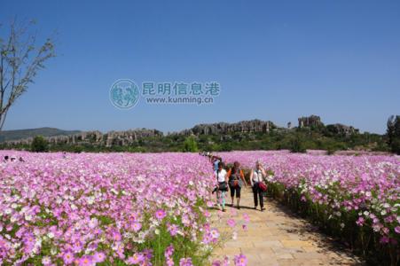 度蜜月最好的地方 2013推荐国庆节度蜜月最好的地方,世界各地的10大花海