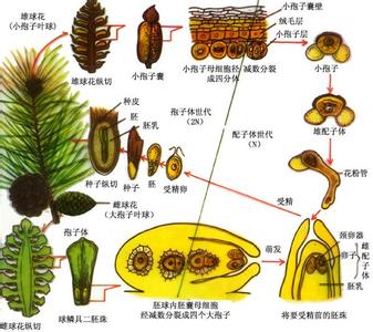 常见的被子植物有哪些 被子植物和裸子植物的区别