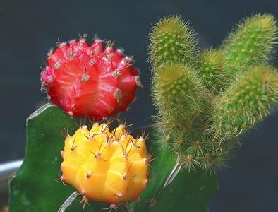 仙人掌花语象征与寓意 仙人掌的花语是什么