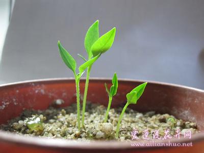 影响种子萌发的因素 五种因素影响花卉种子出苗