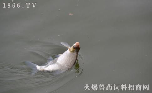 钓鳊鱼技巧 冬季钓鳊鱼的技巧