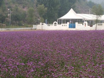 紫海香堤香草庄园门票 北京紫海香堤香草艺术庄园