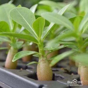 多肉植物繁殖怎样更快 多肉植物的繁殖方法