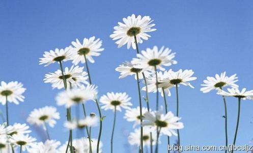 人生淡如菊小说 人生淡如菊