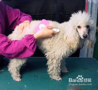 贵宾美容造型图片 贵宾犬怎么美容