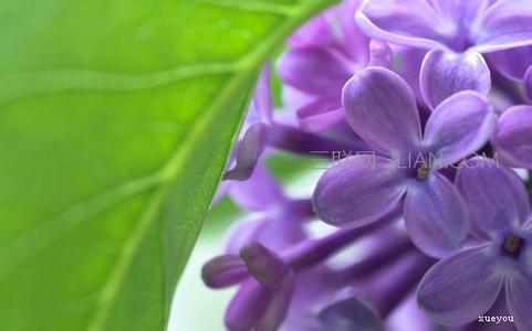 茶花有多少种颜色 丁香花有多少种颜色