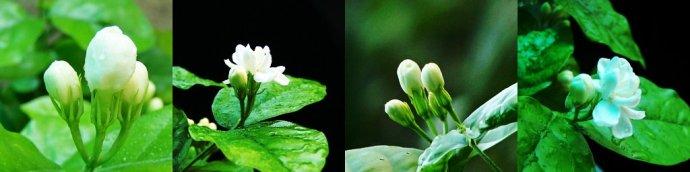 紫茉莉的种植方法 紫茉莉的栽培