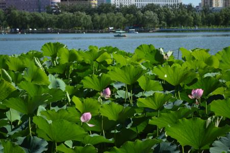 北京莲花池公园收费吗 北京莲花池公园