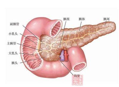 胰腺炎吃什么药最好 胰腺炎的症状及治疗