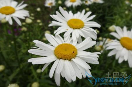 女人喝黄菊还是白菊好 白菊与黄菊的区别