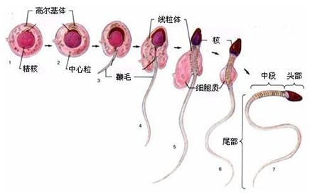 男人的精子有营养吗 精子需要哪些营养？