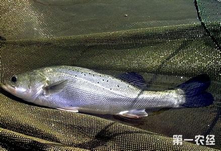 鲈鱼的生活习性