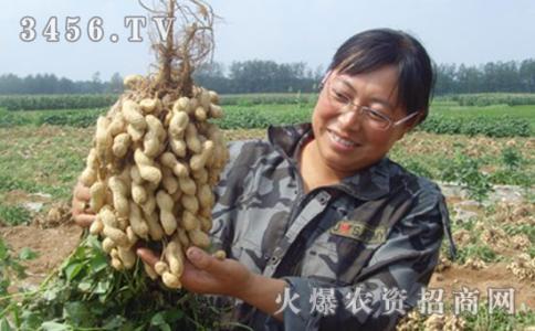 花生栽培技术 花生增产栽培技术