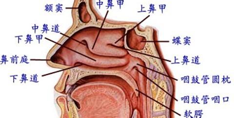 缓解睡觉喉咙痒小窍门 缓解鼻腔和咽喉发干的小窍门