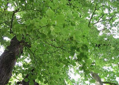 人体关键时刻救命穴位 在野外 这10种植物关键时刻可救命