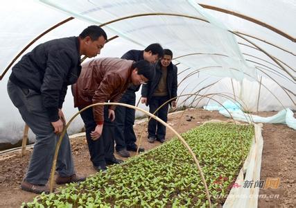 寒冷天气大小麦等春花作物管理