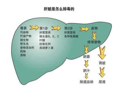 五脏食疗排毒法：多吃青色食物可解肝毒