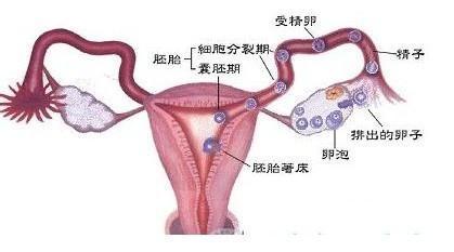 怎样怀孕视频全部过程 怎样才能怀孕