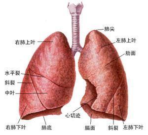 新生儿湿肺 治疗 价格 新生儿湿肺能治好吗