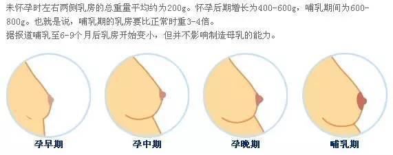 怀孕乳房变大,怎么保持 怀孕乳房会变大吗