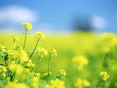 静候花开 生命花开，静候懂得