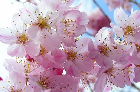 四月桃花芳菲尽 倾城桃花尽芳菲