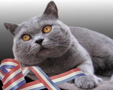 英国短毛猫掉毛程度 英国短毛猫掉毛怎么办