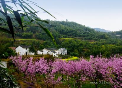 守望先锋 归来 动画片 桃花园里，我守你归来