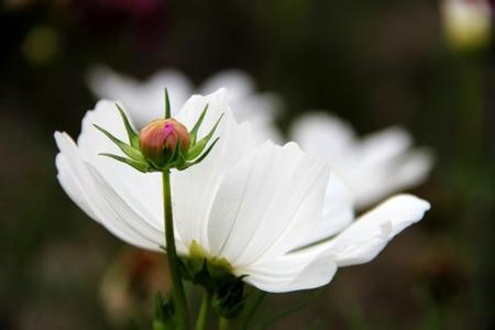 低到尘埃里的花页亲 低到尘埃里的花