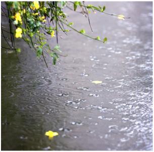 花自飘零水自流gl小说 花自飘零水自流全文